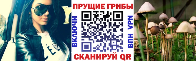 Псилоцибиновые грибы Psilocybe Купить Инта
